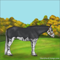 Horse Color:Black  and Black Splash 
