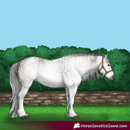 Horse Color:Gray White Spotted Black  and Gray White Spotted Bay 