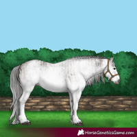 Horse Color:Gray White Spotted Black  and Gray White Spotted Bay 