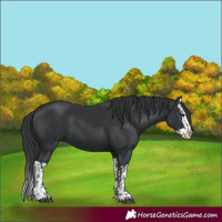 Horse Color:Black  and Black Splash 