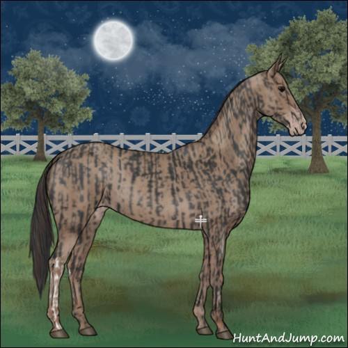 Horse Color:Black  and Classic Champagne 