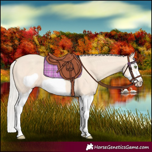 Horse Color:Silver Classic Champagne Dun Splash Frame