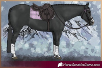 Horse Color:Black and Black