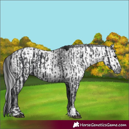 Horse Color:Black  and Gray Black 