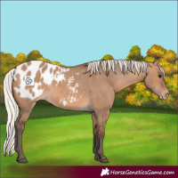 Horse Color:Silver Brown Dun Appaloosa 