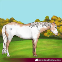 Horse Color:Silver Amber Champagne Frame 