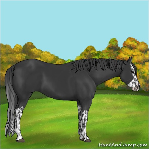 Horse Color:Black and Black Splash