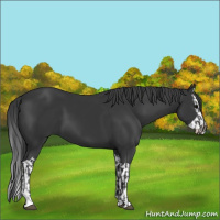 Horse Color:Black  and Black Splash 