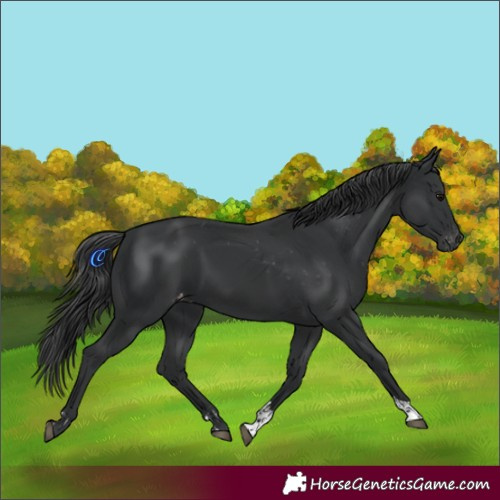 Horse Color:Black  and Black Appaloosa 