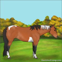 Horse Color:Bay Tobiano Rabicano 