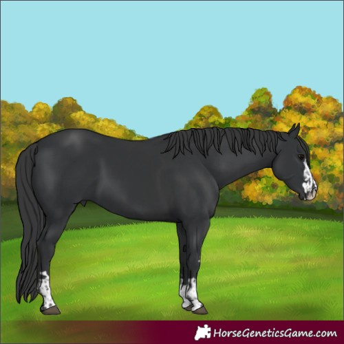 Horse Color:Black  and Black 