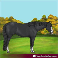 Horse Color:Black  and Black 