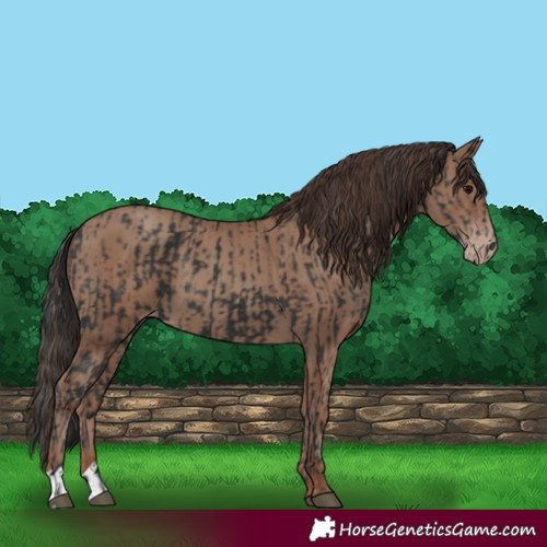 Horse Color:Black  and Classic Champagne 