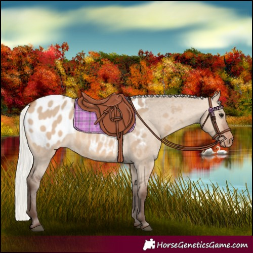 Horse Color:Silver Brown Dun Appaloosa 
