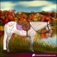 Horse Color:Silver Brown Dun Appaloosa
