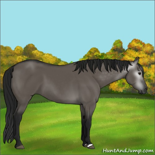 Horse Color:Gray Grullo 