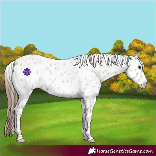 Horse Color:Classic Champagne Roan Leopard