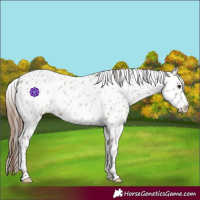 Horse Color:Classic Champagne Roan Leopard 