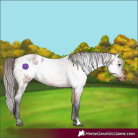 Horse Color:Bay Roan Appaloosa  and Gray Bay Roan Appaloosa 