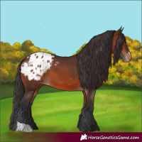 Horse Color:Bay Appaloosa  and Brown Appaloosa 
