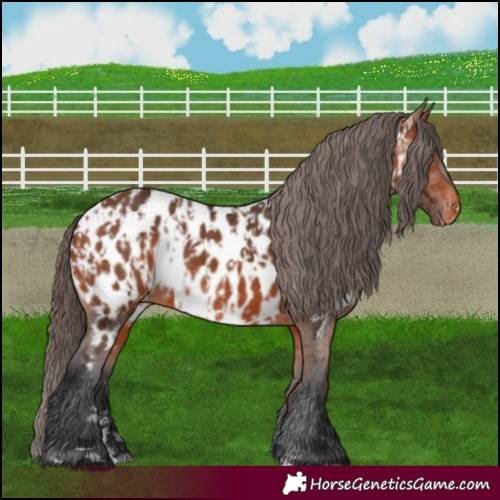 Horse Color:Bay Near Leopard  and Bay Near Leopard 