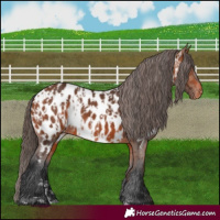 Horse Color:Bay Near Leopard  and Bay Near Leopard 