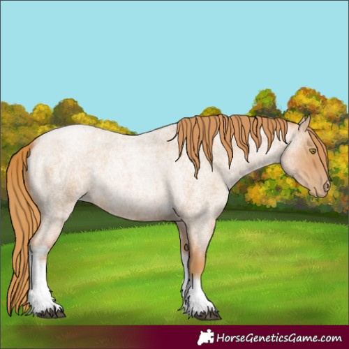 Horse Color:Red Roan Pearl Tobiano Frame