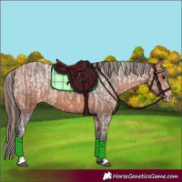 Horse Color:Bay Appaloosa  and Bay Appaloosa 