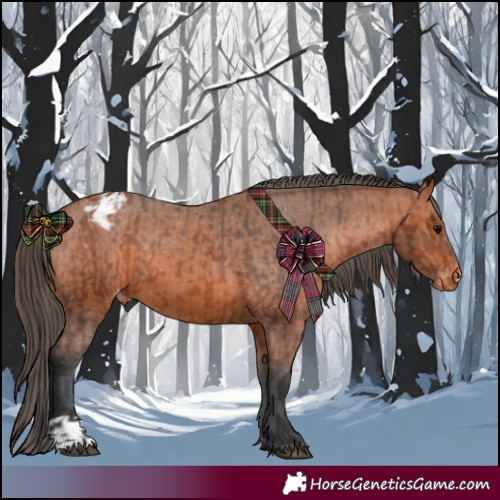 Horse Color:Bay Appaloosa  and Bay Appaloosa 