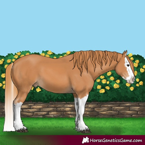 Horse Color:Chestnut Splash 