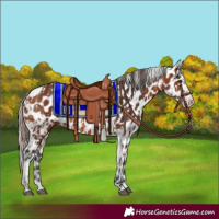 Horse Color:Bay Appaloosa  and Bay Splash Appaloosa 