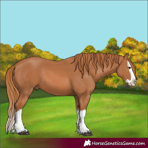 Horse Color:Chestnut Splash 