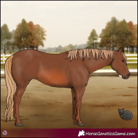 Horse Color:Chestnut 