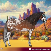 Horse Color:Bay Appaloosa  and Bay Splash Appaloosa 