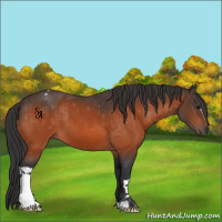 Horse Color:Bay Varnish  and Bay 