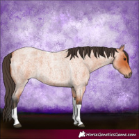 Horse Color:Bay Roan Tobiano