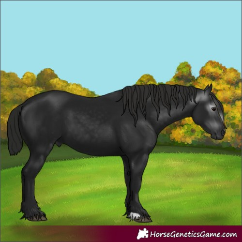 Horse Color:Gray Black
