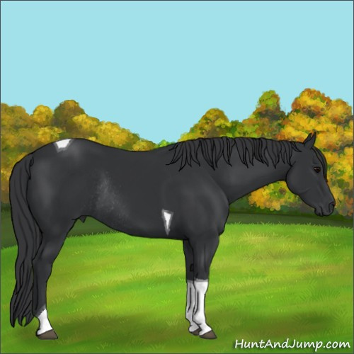 Horse Color:Black Tobiano Rabicano