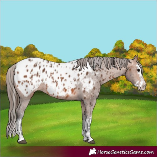 Horse Color:Bay Near Leopard  and Bay Splash Near Leopard 