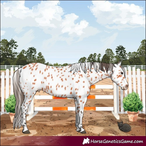 Horse Color:Bay Leopard 