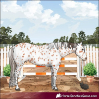 Horse Color:Bay Leopard 