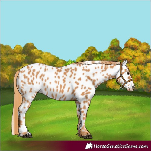 Horse Color:Chestnut Appaloosa 