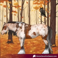 Horse Color:Bay Blanket  and White Spotted Bay Blanket 