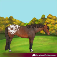 Horse Color:Bay Appaloosa  and Bay Appaloosa Rabicano 
