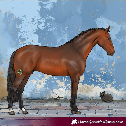 Horse Color:Bay 