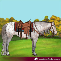Horse Color:Bay Appaloosa  and Gray Bay Appaloosa 