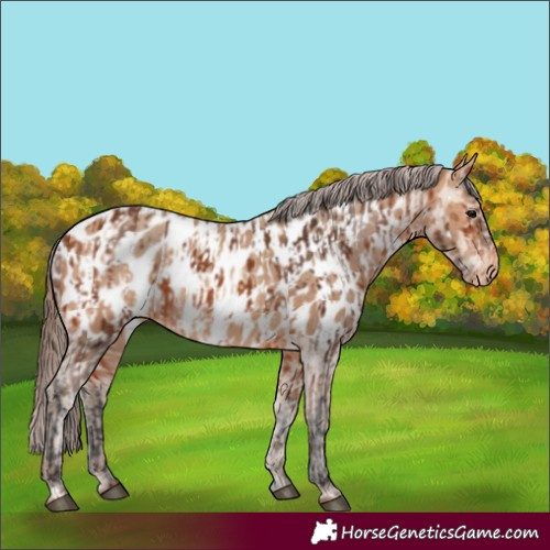 Horse Color:Bay Near Leopard  and Amber Champagne Near Leopard 