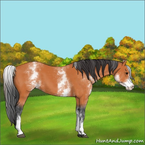 Horse Color:Unknown 