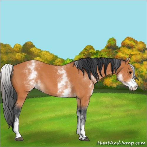 Horse Color:Unknown 