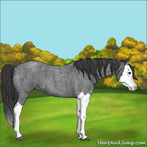 Horse Color:Unknown 